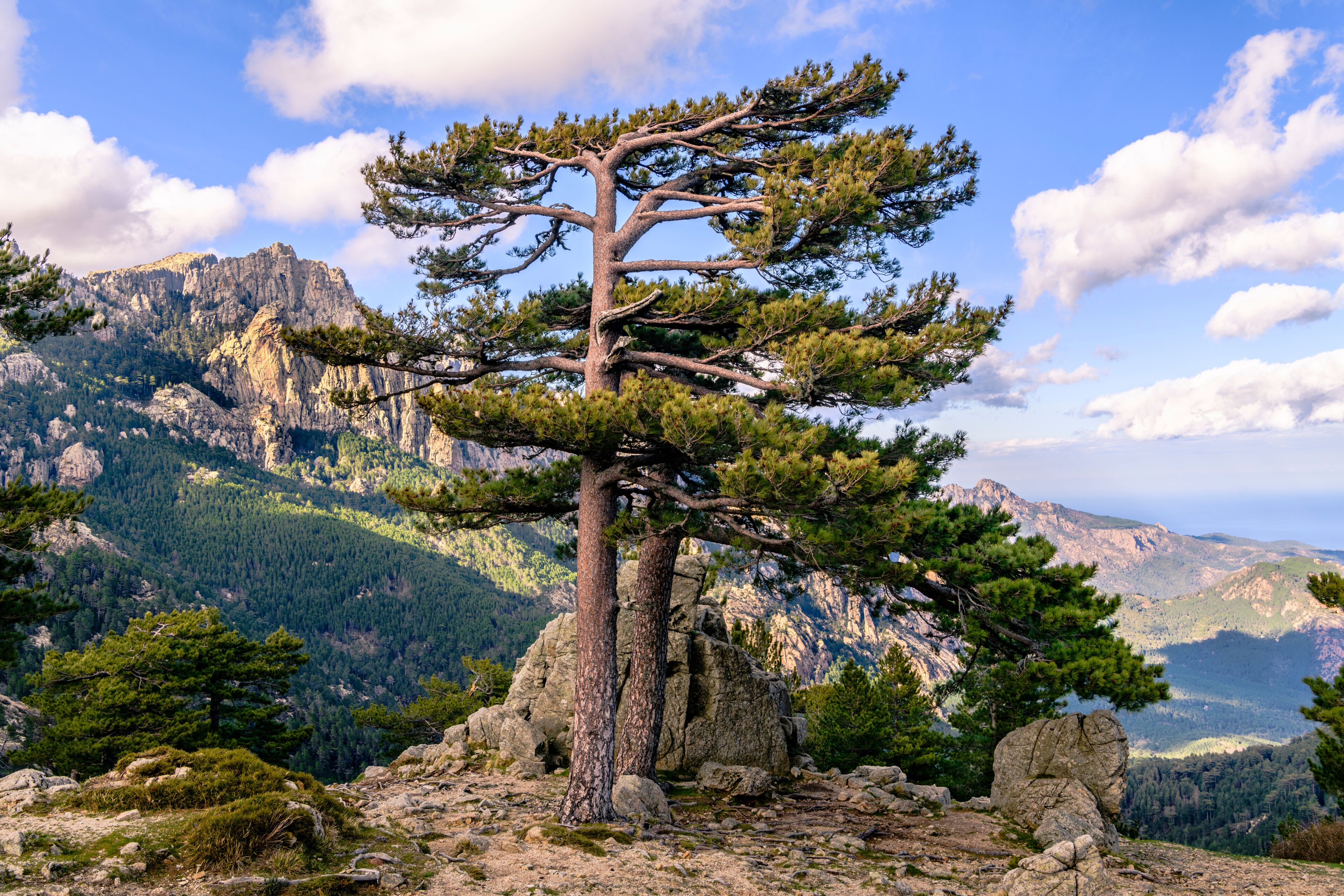 Pine Trees in front of the rocky spikes of red granite "Aiguilles de Bavella" mountains - Monte Cinto, Corsica