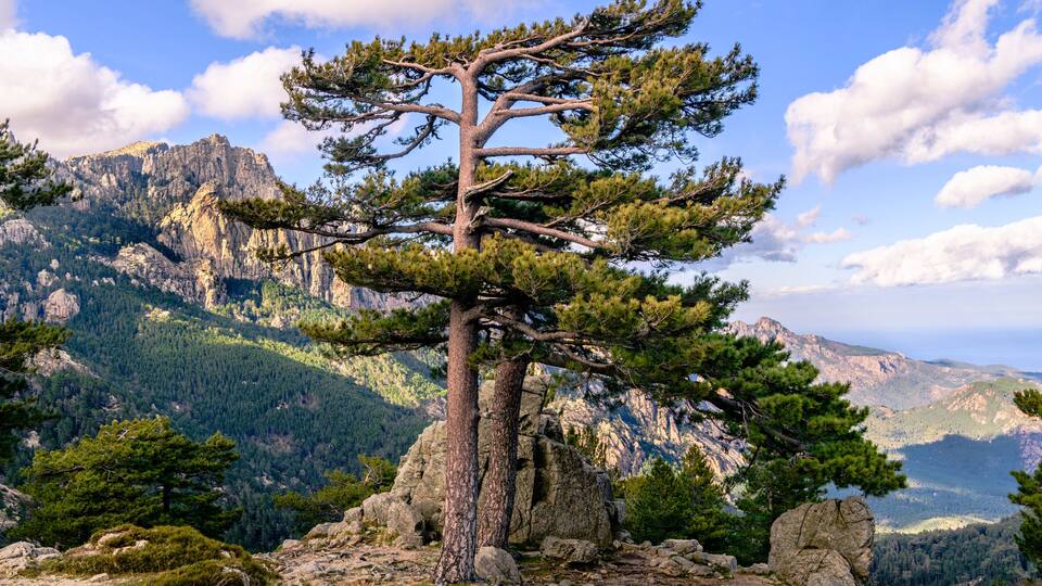 A lone pine tree on rocky terrain with a mountainous backdrop.