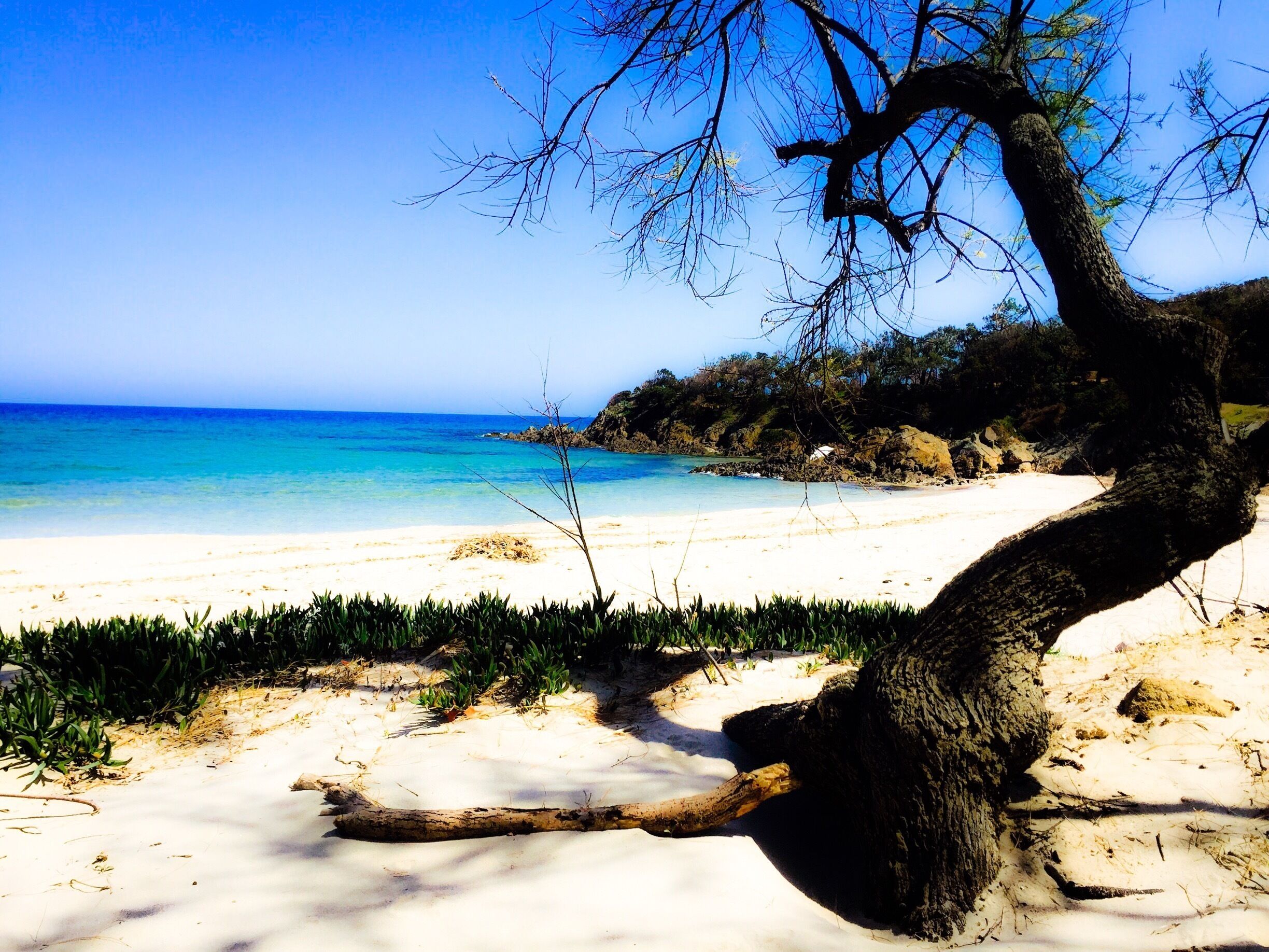 A beach with clear turquoise water, sandy shore, and a prominent tree in the foreground.