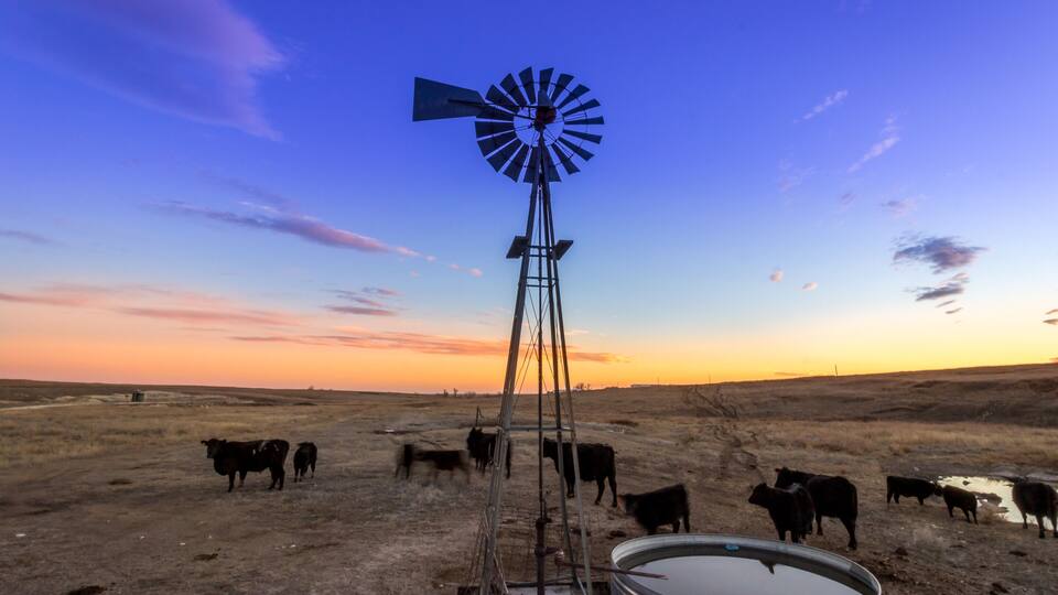 A windmill in a field with cattle.