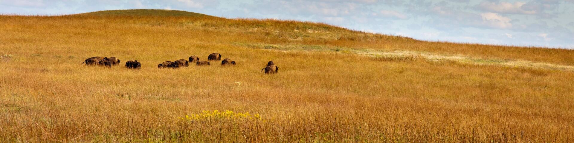 Rolling hills, warm grasses and a heard of Bison at the Kansas Tallgrass Prairie Preserve