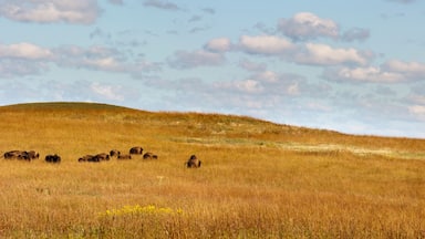 Rolling hills, warm grasses and a heard of Bison at the Kansas Tallgrass Prairie Preserve