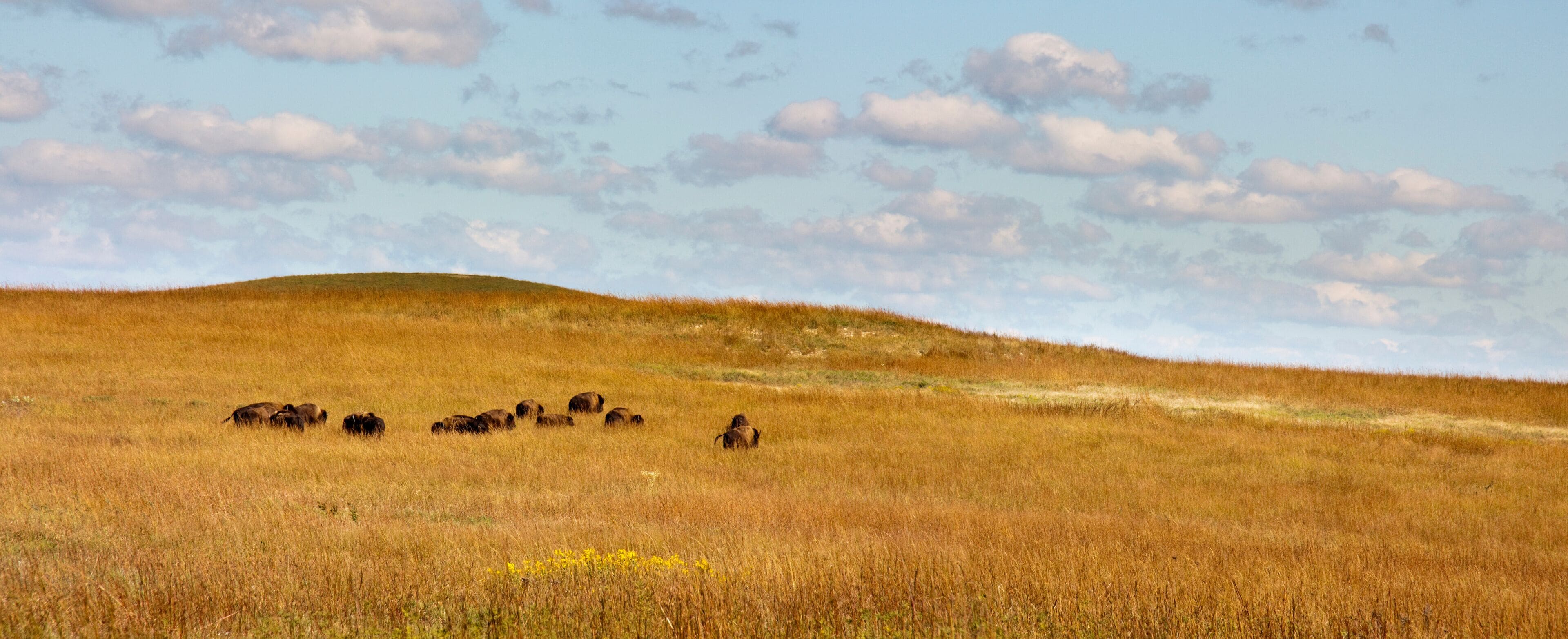 A grassy hill with a herd of bison grazing.