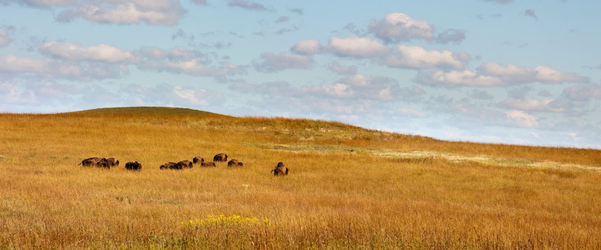 A grassy hill with a herd of bison grazing.