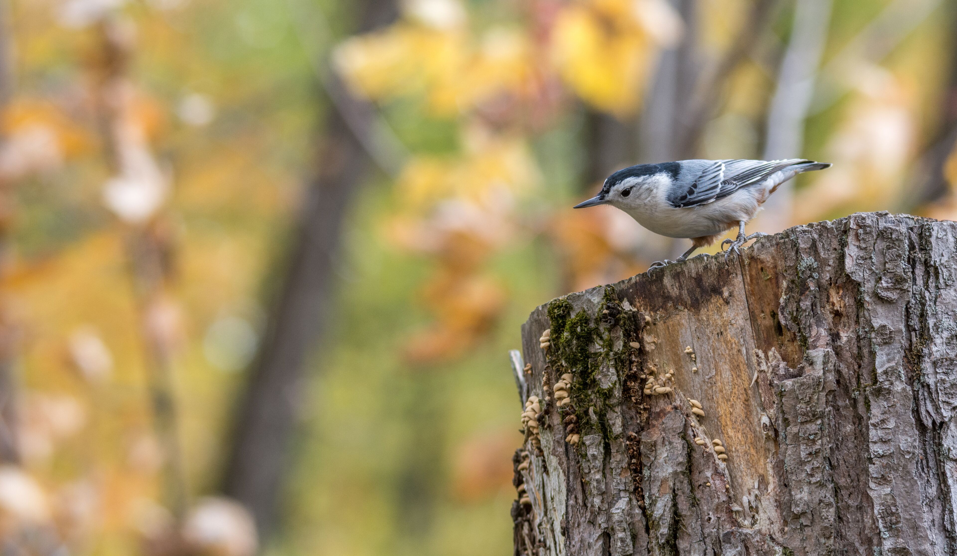 White-breasted nuthatch at Tylee Marsh, Rosemere, Quebec, Canada