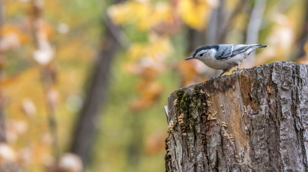White-breasted nuthatch at Tylee Marsh, Rosemere, Quebec, Canada