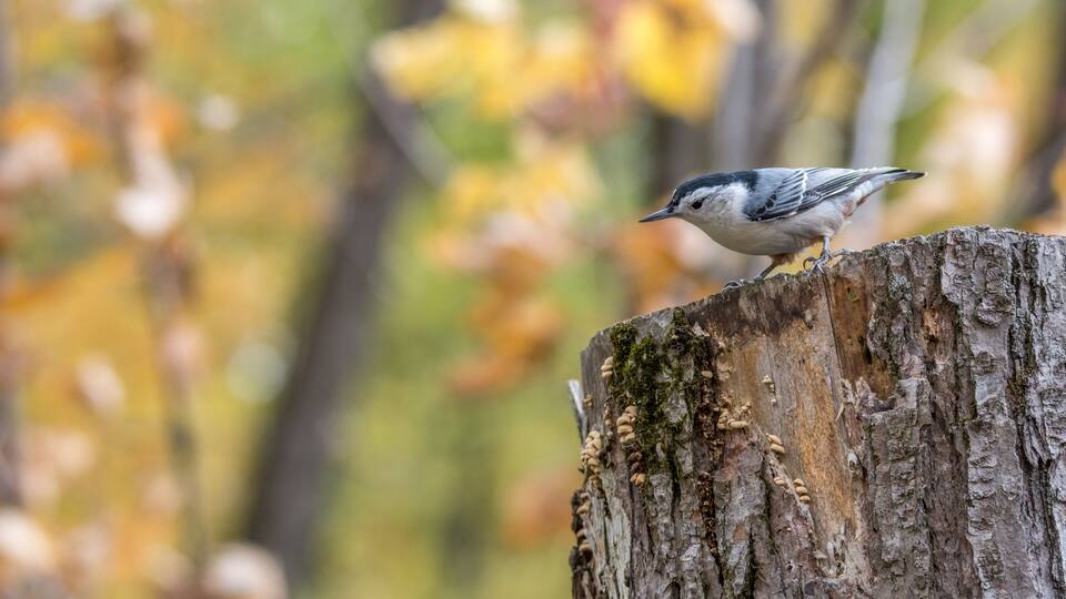 A bird perched on a tree stump with autumn foliage in the background.