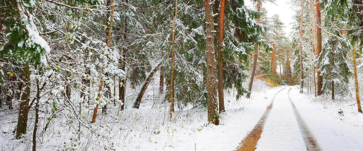 Pathway through snow-covered pine tree forest in a blizzard. Evergreen fir trees close-up. Atmospheric landscape. Idyllic rural scene. Winter wonderland. Pure nature, climate, seasons. Panoramic view