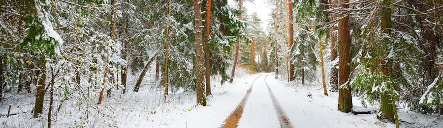 Pathway through snow-covered pine tree forest in a blizzard. Evergreen fir trees close-up. Atmospheric landscape. Idyllic rural scene. Winter wonderland. Pure nature, climate, seasons. Panoramic view