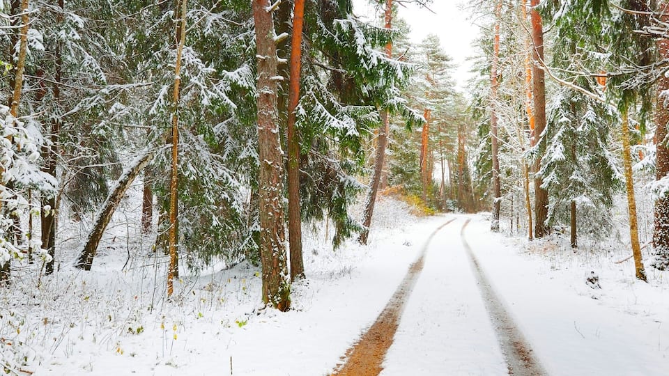 A snow-covered forest road with tall trees on either side.