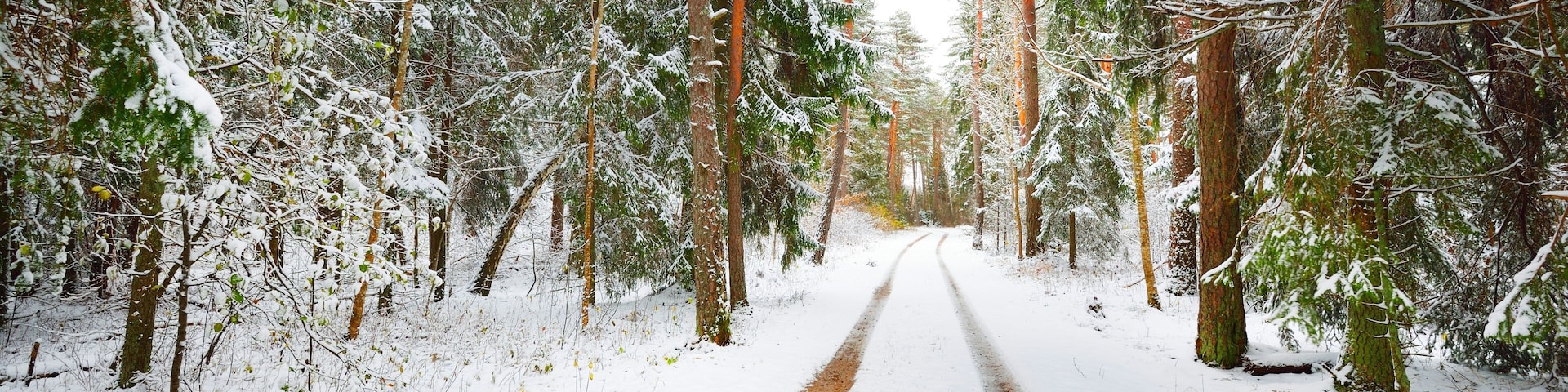 Pathway through snow-covered pine tree forest in a blizzard. Evergreen fir trees close-up. Atmospheric landscape. Idyllic rural scene. Winter wonderland. Pure nature, climate, seasons. Panoramic view