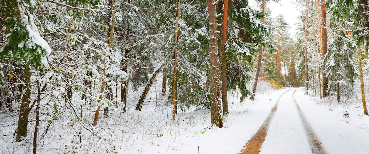 A snow-covered forest road with tall trees on either side.