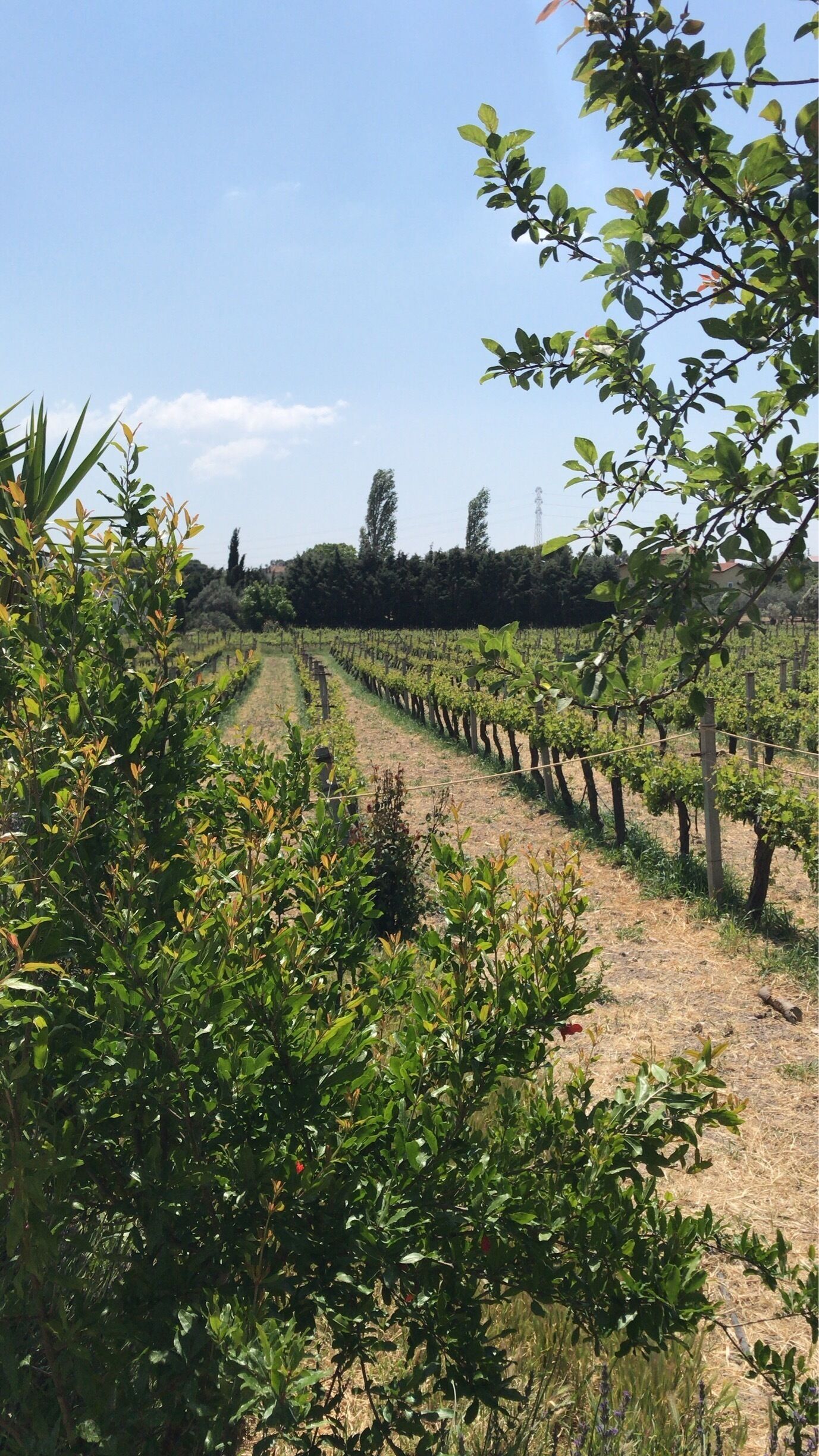 Amazing place to enjoy your glass of wine 🍷 #izmir #urlicevineyards #urla #turkey #green #lifeatexpedia
