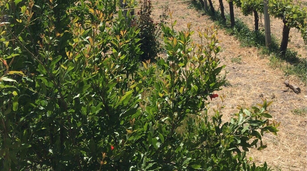 Amazing place to enjoy your glass of wine 🍷 #izmir #urlicevineyards #urla #turkey #green #lifeatexpedia