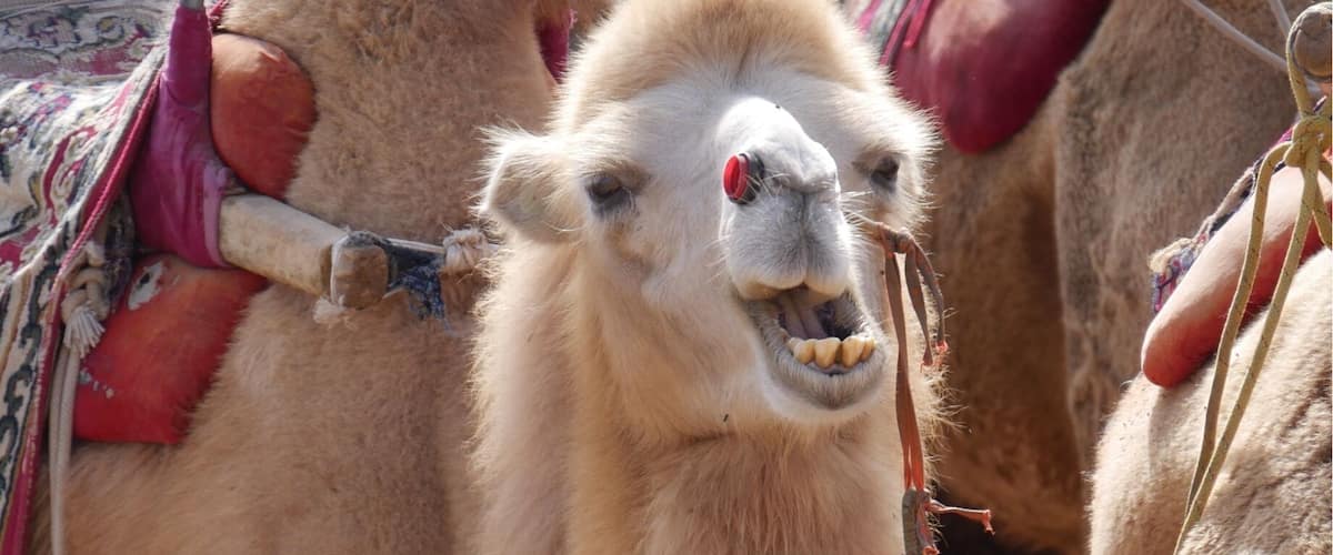 Cheeky camel at Mingshashan, Gobi Desert, Dunhuang, China.