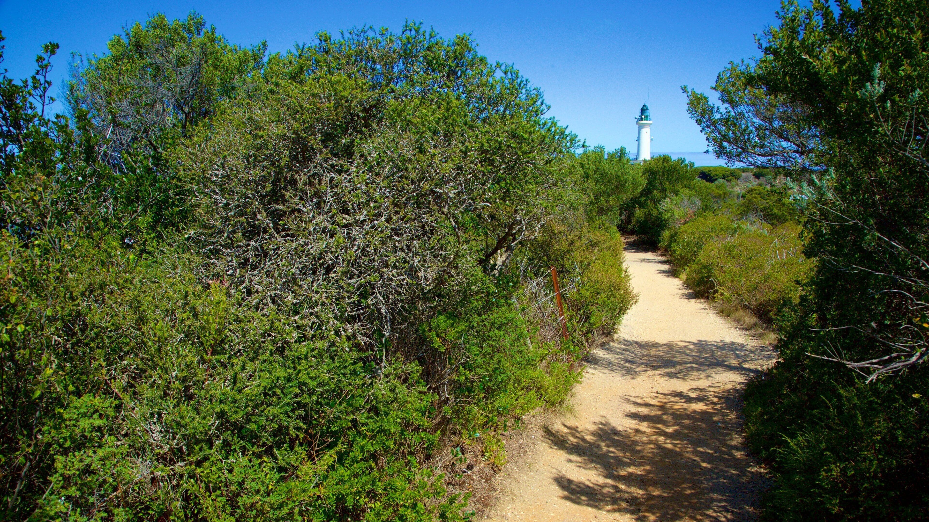 A narrow dirt path flanked by dense green shrubbery, leading towards a lighthouse.
