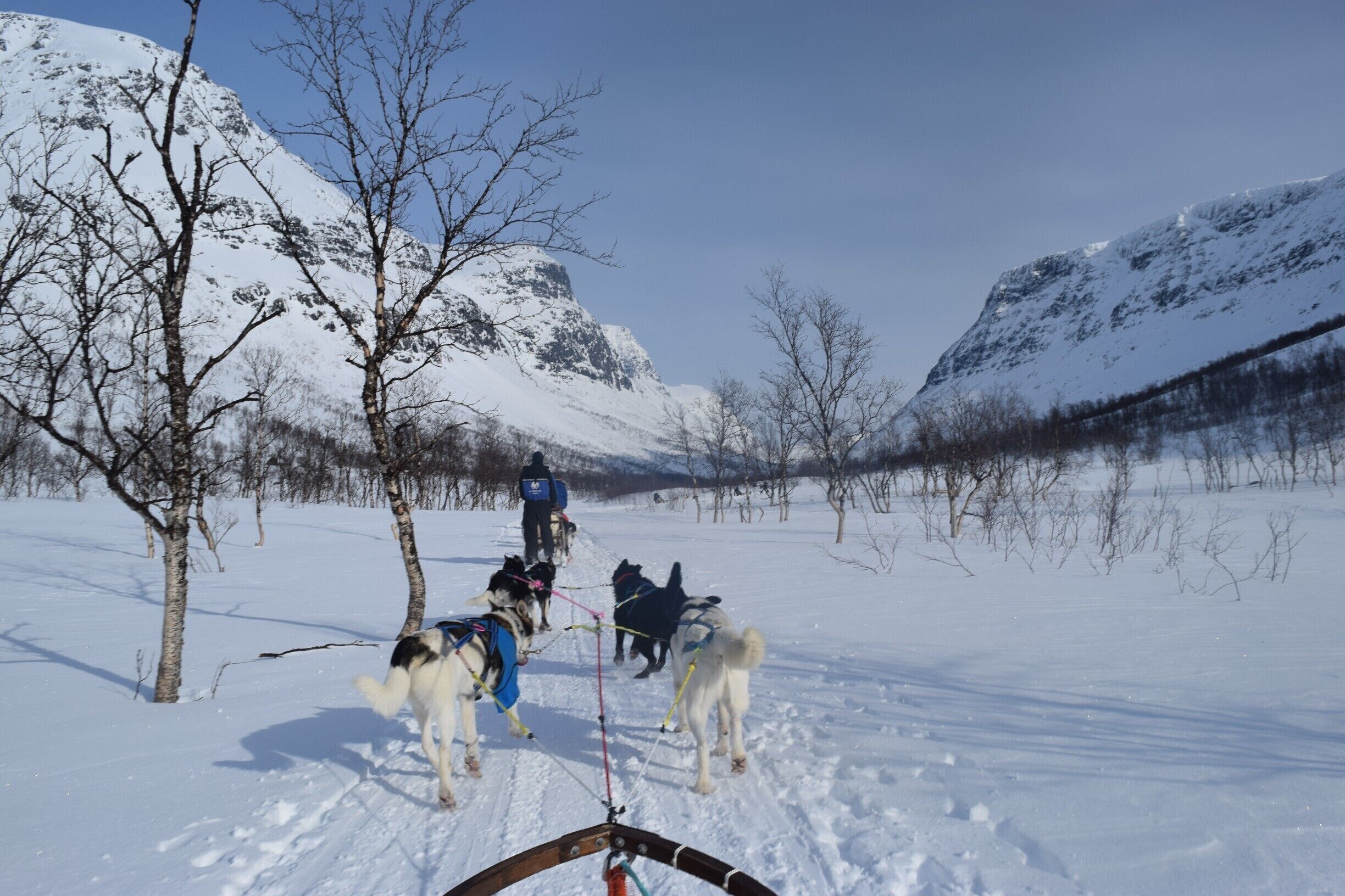 http://www.lyngsfjord.com/

Check it out! $200 usd for dog-sledding, but it is definitely a must-do activity when in Tromso, Norway! 

I went with a couple different companies, and Lyngsfjord Adventure is by far the best. 
