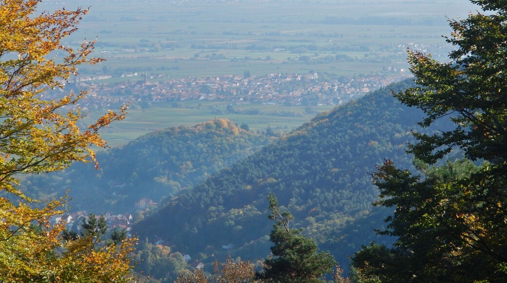 Ausblick von der Hüttenberghütte im Naturpark und Biosphärenreservat Pfälzerwald