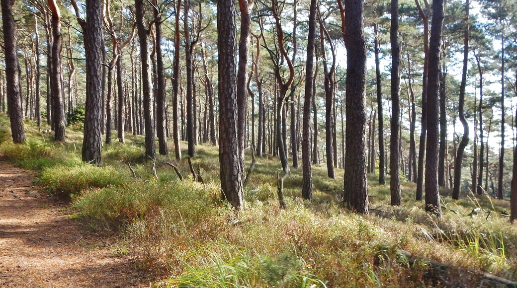 Naturpark und Biosphärenreservat Pfälzerwald