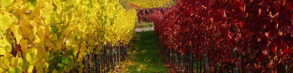 Weinberg in St Martin, Pfalz, in Herbstfarben