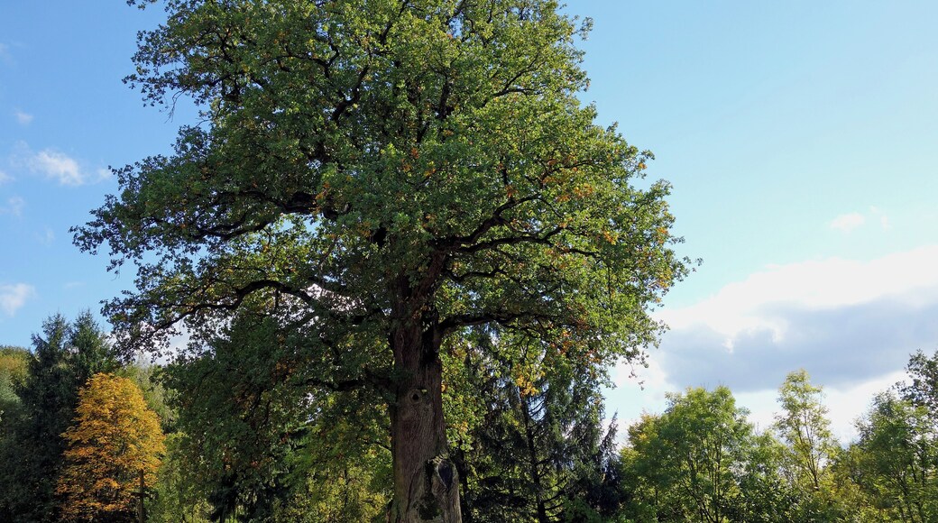 Die Kaisereiche steht auf einer Wiese oberhalb des kleinen Dorfes Füttersee, einem Ortsteil von Geiselwind. Der Sage nach soll Karl der Große bei einer seiner Reisen unter der Eiche geruht haben. Demnach wäre die Eiche über 1.200 Jahre alt. 2013 hat der Brusthöhenumfang 7,95 m betragen, bei einer Höhe von 24 m.