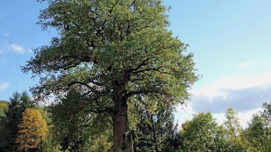 Die Kaisereiche steht auf einer Wiese oberhalb des kleinen Dorfes Füttersee, einem Ortsteil von Geiselwind. Der Sage nach soll Karl der Große bei einer seiner Reisen unter der Eiche geruht haben. Demnach wäre die Eiche über 1.200 Jahre alt. 2013 hat der Brusthöhenumfang 7,95 m betragen, bei einer Höhe von 24 m.