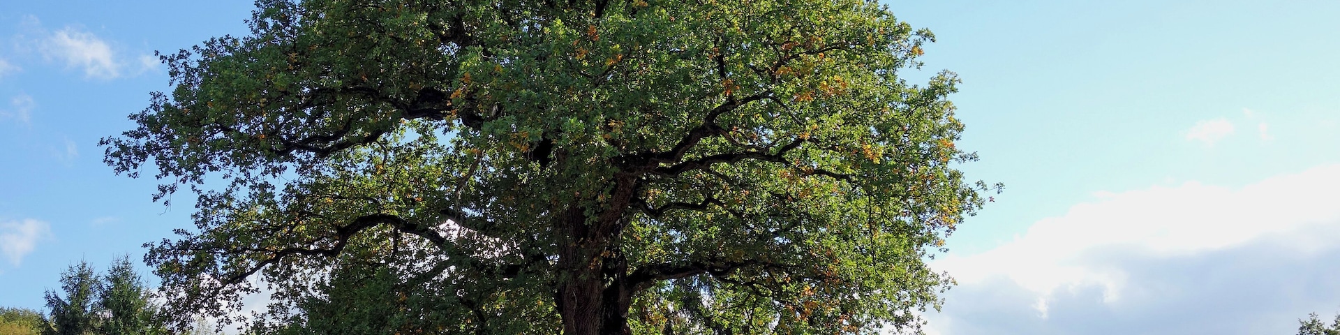 Die Kaisereiche steht auf einer Wiese oberhalb des kleinen Dorfes Füttersee, einem Ortsteil von Geiselwind. Der Sage nach soll Karl der Große bei einer seiner Reisen unter der Eiche geruht haben. Demnach wäre die Eiche über 1.200 Jahre alt. 2013 hat der Brusthöhenumfang 7,95 m betragen, bei einer Höhe von 24 m.