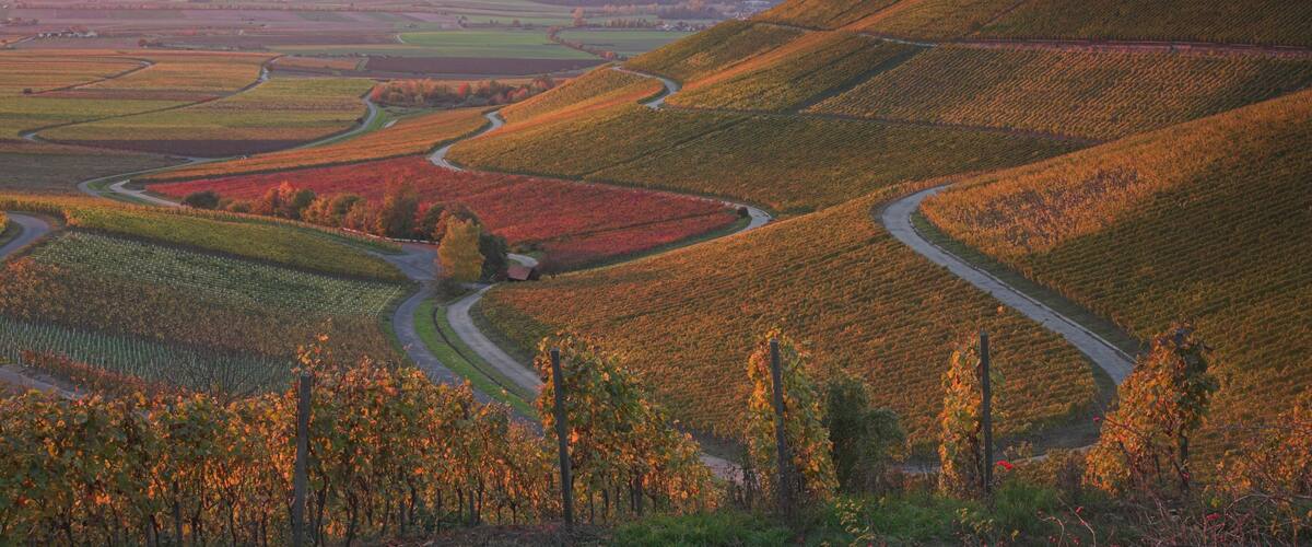 A vineyard landscape with winding roads and terraced fields.