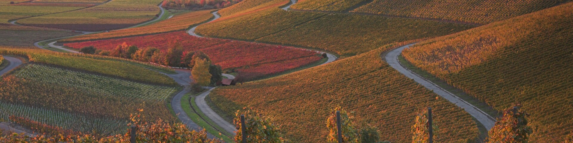 A vineyard landscape with winding roads and terraced fields.