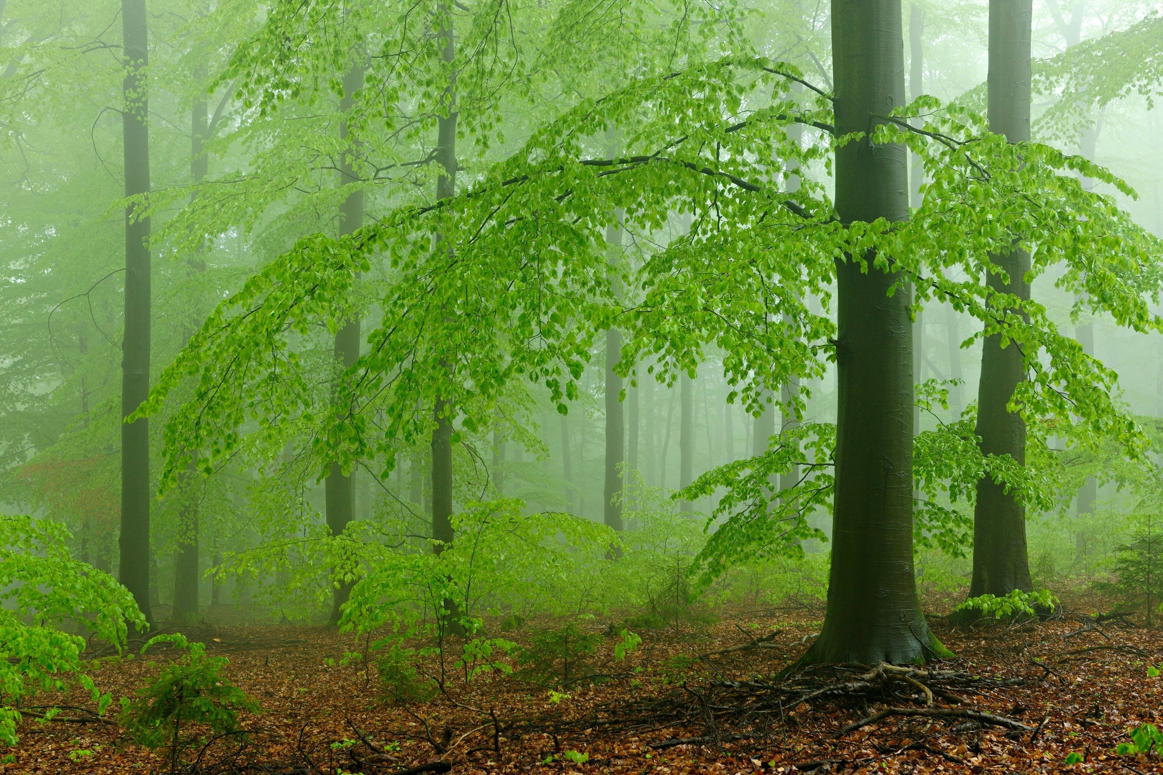 Beech forest, spring fog, Steigerwald Nature Park, Bavaria, Germany, Europe