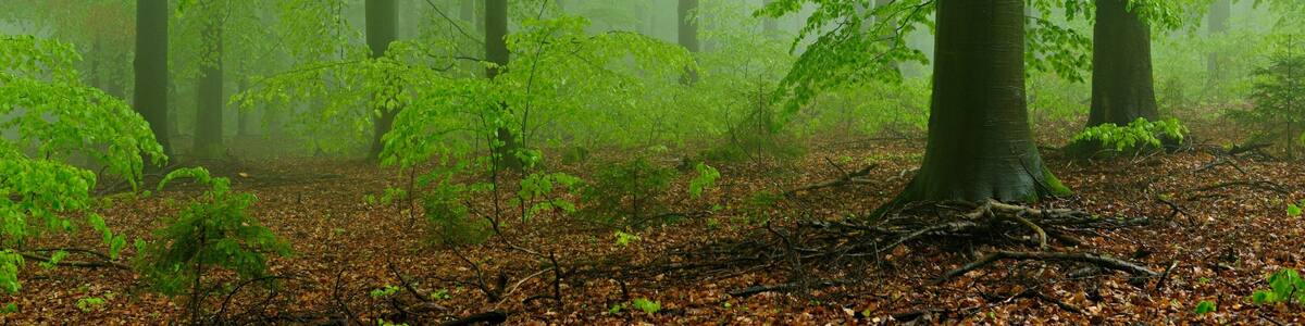 Beech forest, spring fog, Steigerwald Nature Park, Bavaria, Germany, Europe