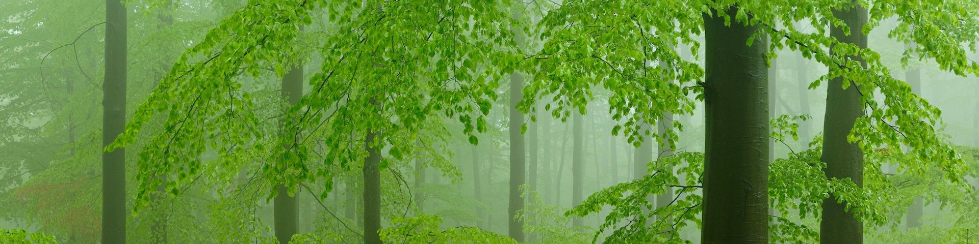 Beech forest, spring fog, Steigerwald Nature Park, Bavaria, Germany, Europe