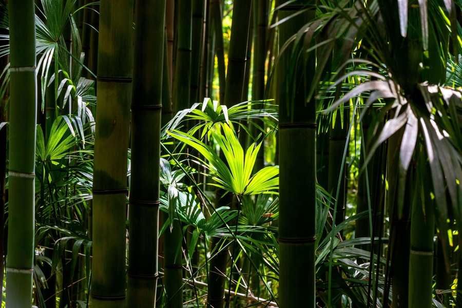 France, Occitania, Generargues, Bamboo grove inBambouseraie en Cevennes