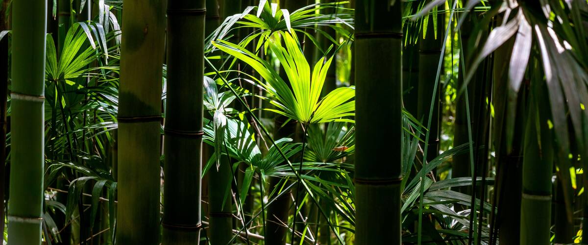 A dense bamboo forest with tall bamboo stalks and green foliage.