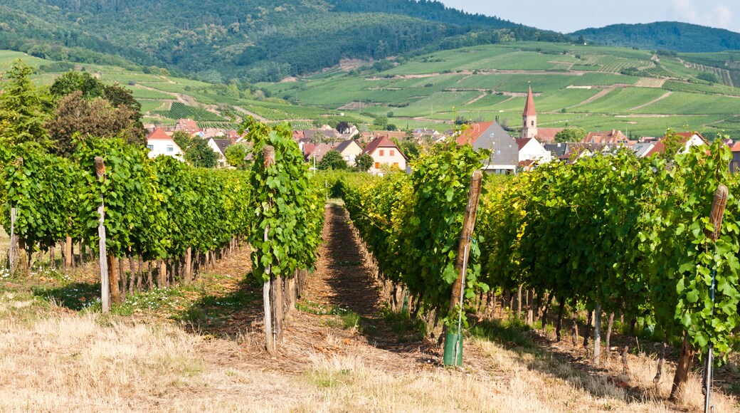 Part of the Alsace Wine Route, Wettolsheim, Alsace, France