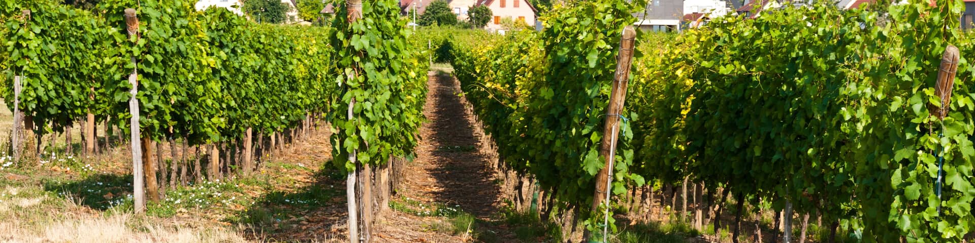 Part of the Alsace Wine Route, Wettolsheim, Alsace, France
