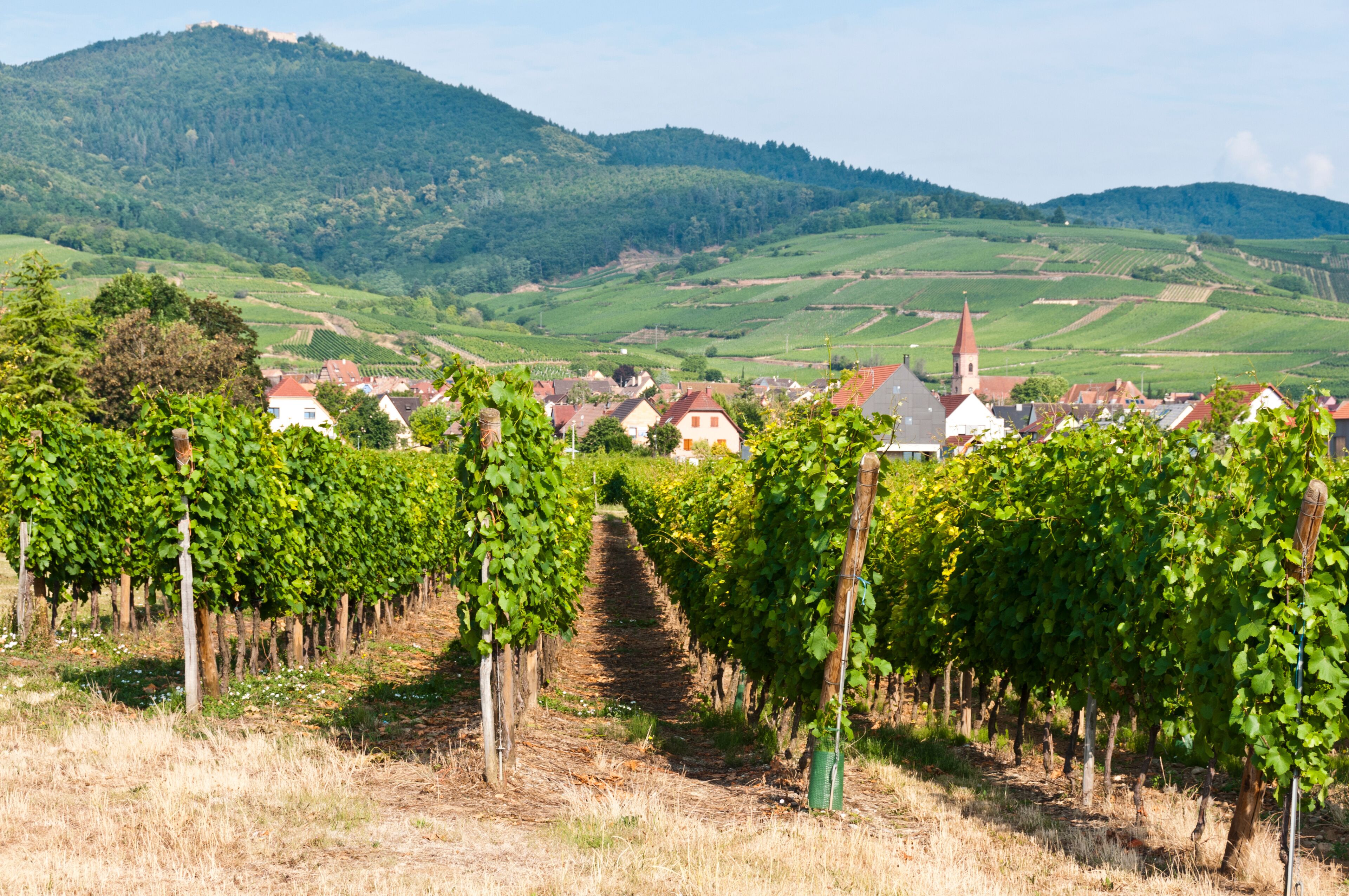 A vineyard with rows of grapevines, a church with a tall steeple, and rolling hills in the background.