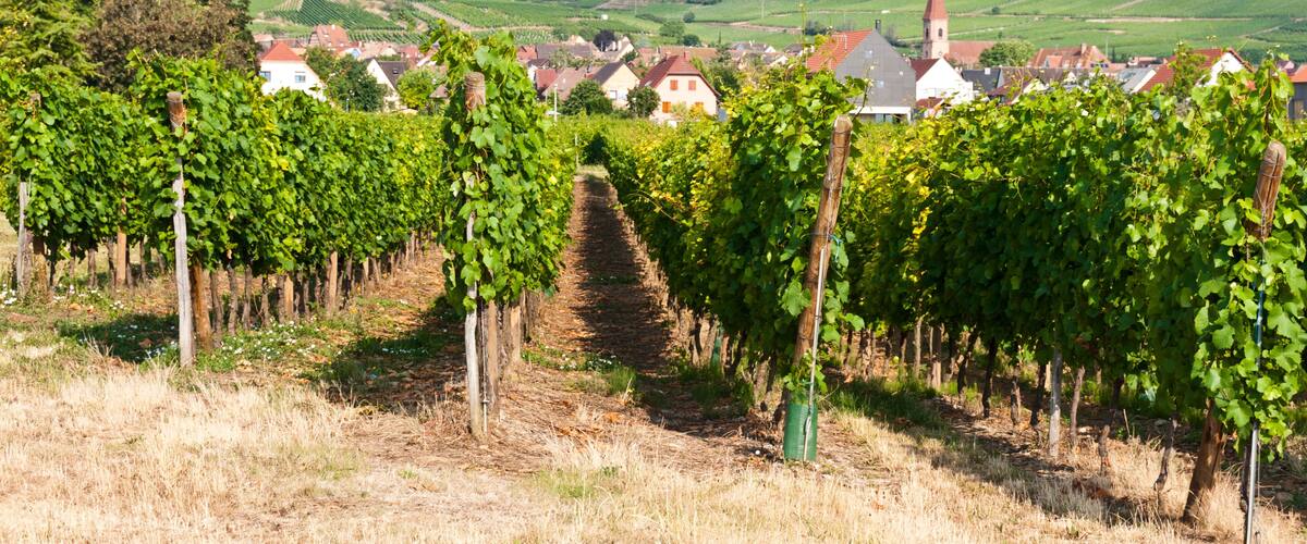 A vineyard with rows of grapevines, a church with a tall steeple, and rolling hills in the background.