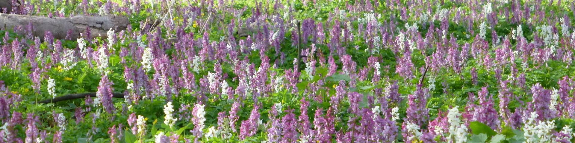 Lerchensporn im Haseder Busch