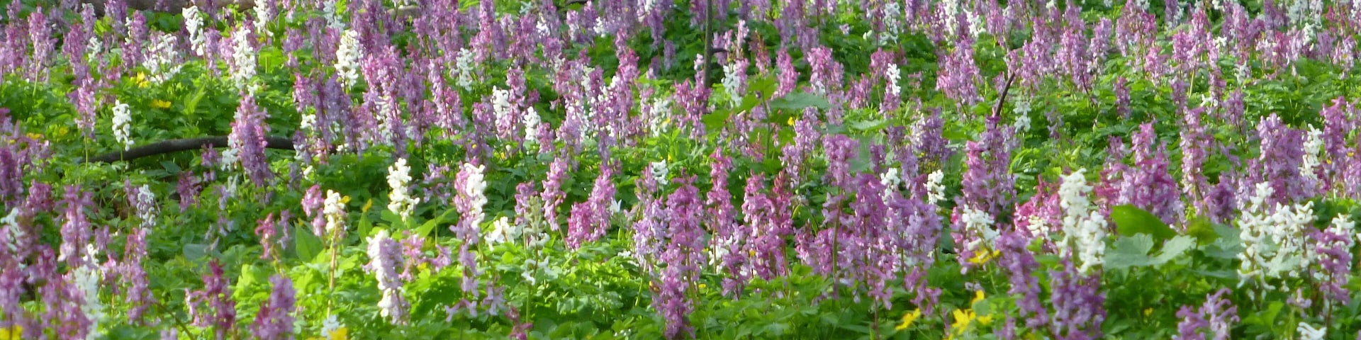 Lerchensporn im Haseder Busch