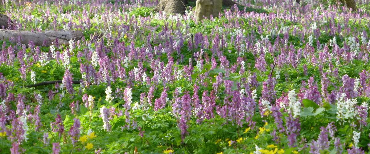 A forest with purple and yellow wildflowers.