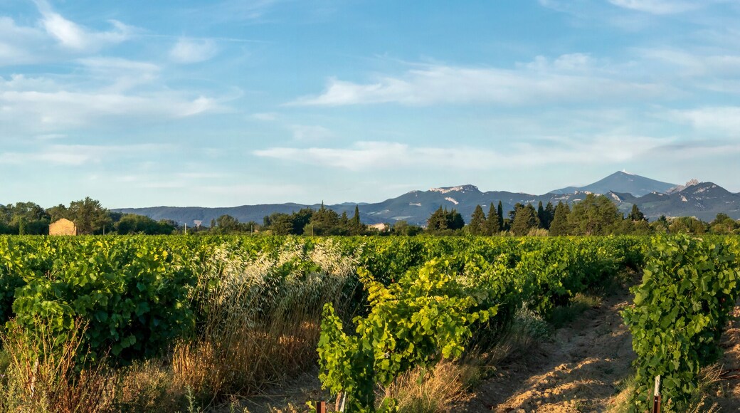 Grape Vines In Vineyard With Mont Ventoux In Background at golden hour, sunset light in Provence, southern France