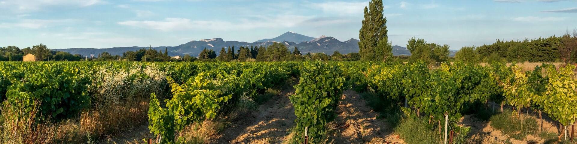 Grape Vines In Vineyard With Mont Ventoux In Background at golden hour, sunset light in Provence, southern France