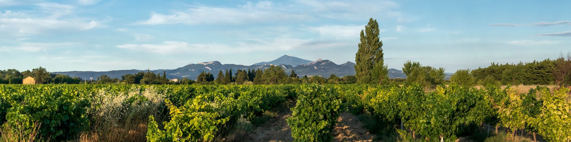 Grape Vines In Vineyard With Mont Ventoux In Background at golden hour, sunset light in Provence, southern France