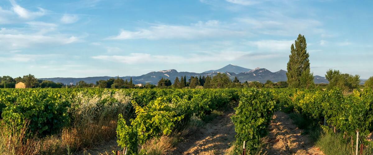 A vineyard with rows of grapevines and a mountain range in the background.