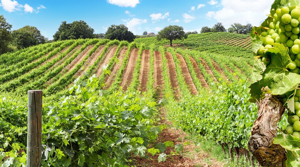 Old vineyards with red wine grapes and oak tree near a winery in the Chianti wine area, Tuscany Italy