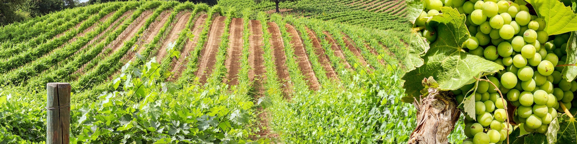 Old vineyards with red wine grapes and oak tree near a winery in the Chianti wine area, Tuscany Italy