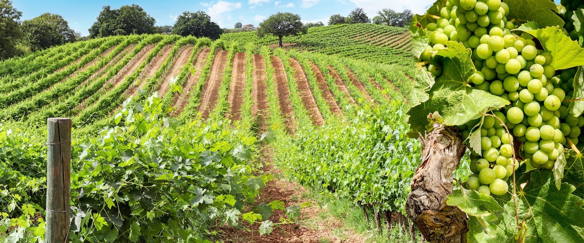 Old vineyards with red wine grapes and oak tree near a winery in the Chianti wine area, Tuscany Italy