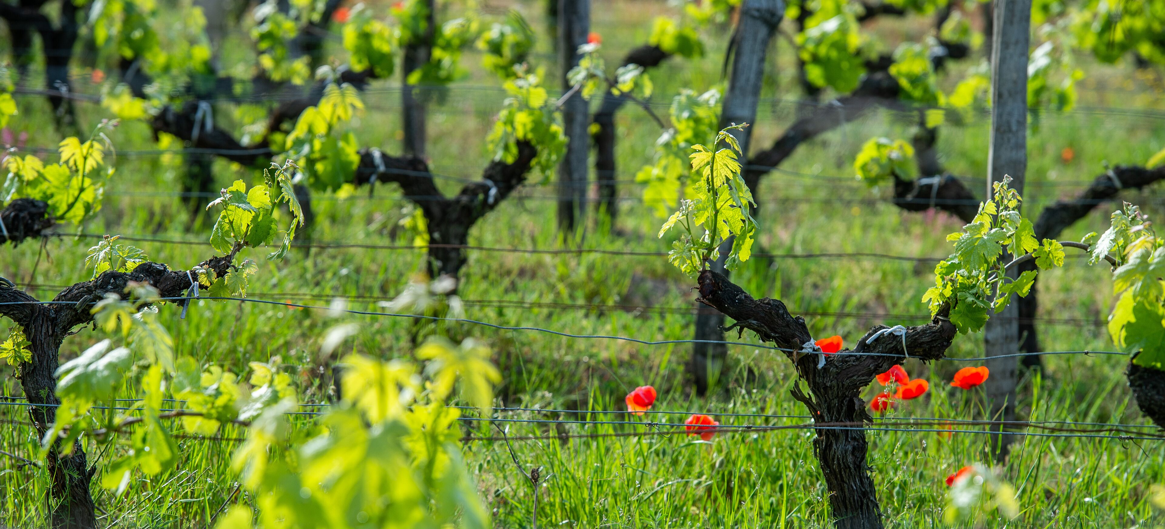 A vineyard with rows of grapevines and red poppies in the foreground.