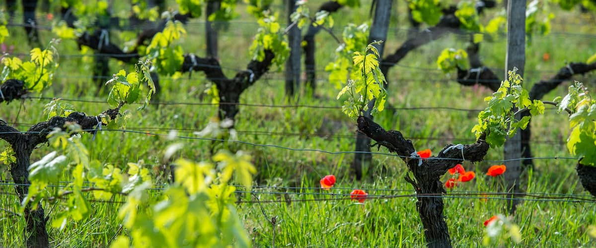 A vineyard with rows of grapevines and red poppies in the foreground.